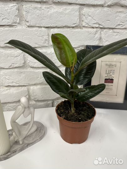 Фикус эластика