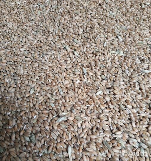 Сахарная свёкла, Рожь озимая на корм