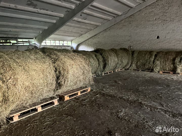 Продаю Сено