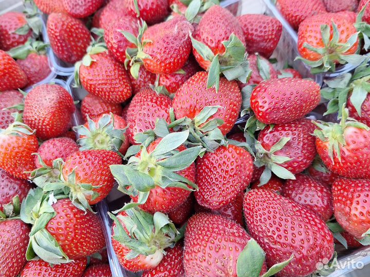 Клубника свежая