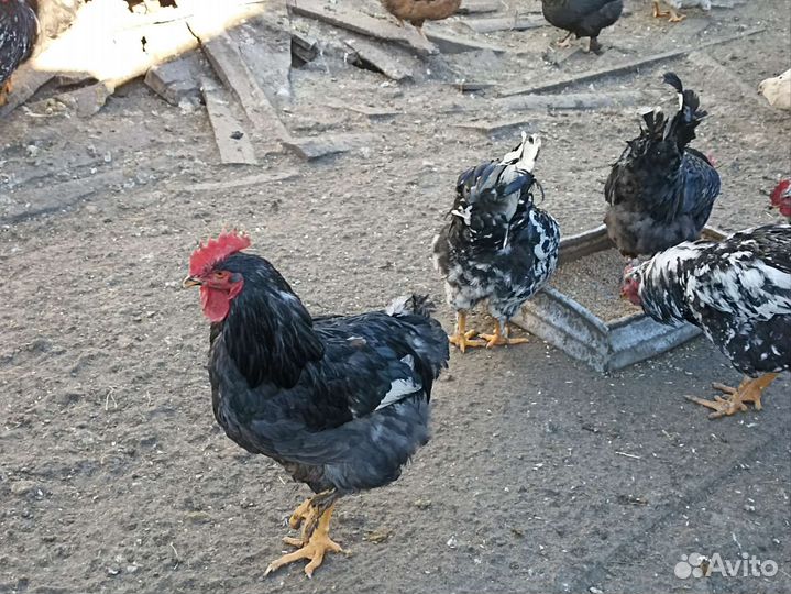 Индоутки петухи