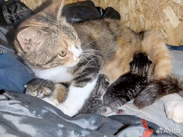 Выгнали беременную кошку