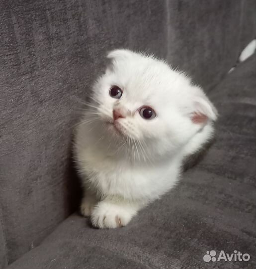 Шотландские котята