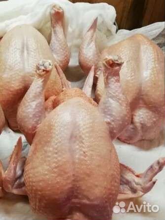 Домашние куры с бесплатной доставкой