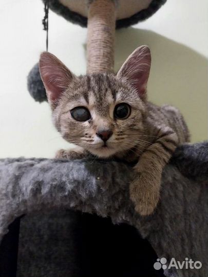 Полуслепой котенок (из приюта)