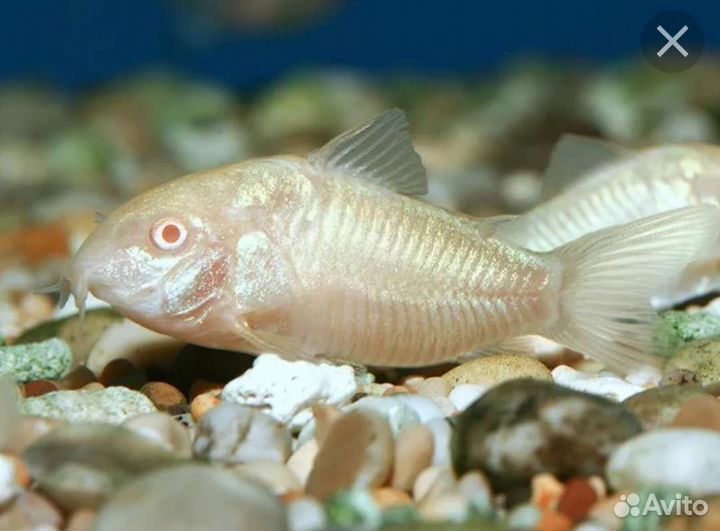 Аквариумные рыбки