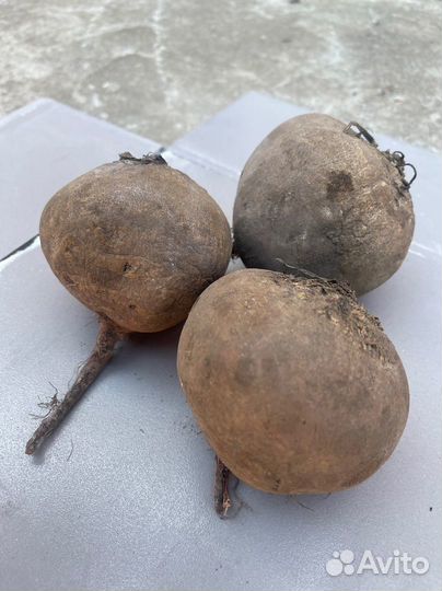 Свекла столовая