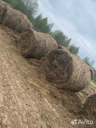 Продам сено в рулонах