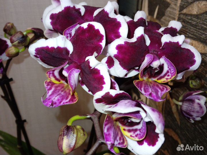 Орхидея фаленопсис