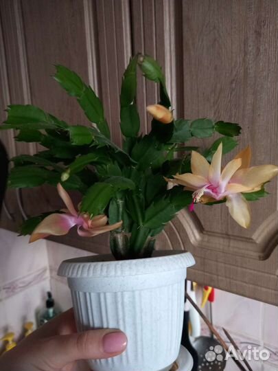 Декабрист шлюмбергера желтый