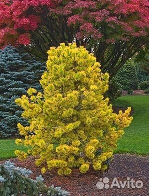 Pinus sylvestris Gold Coin 150-160см