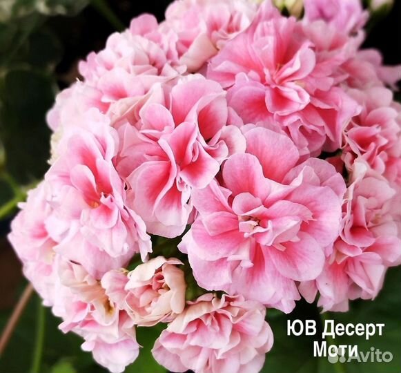 Пеларгонии сортовые