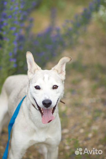 В добрые руки