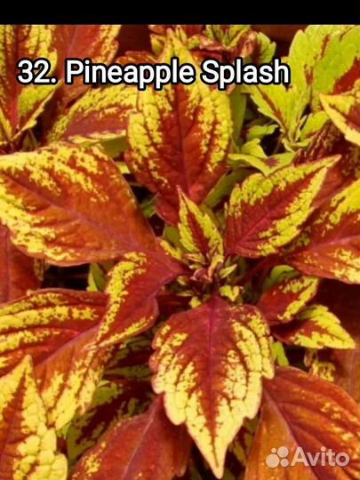 Колеусы часть девятая