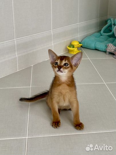 Абиссинские котята