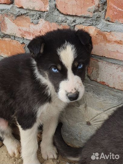 Щенки сибирской хаски