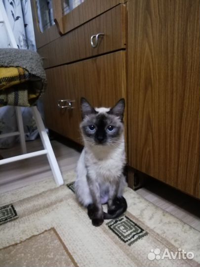 Кошки в добрые руки бесплатно