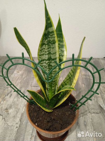 Цветы домашние Сансевиерия Футура Суперба