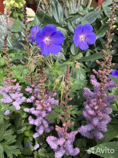 Многолетние садовые цветы