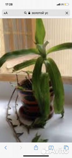 Цветок Золотой ус