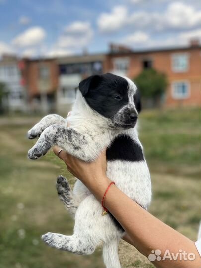 Щенки дворняжки в добрые ручки