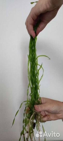 Растения для аквариума