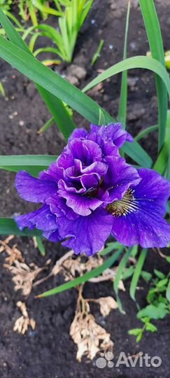Ирис сибирский