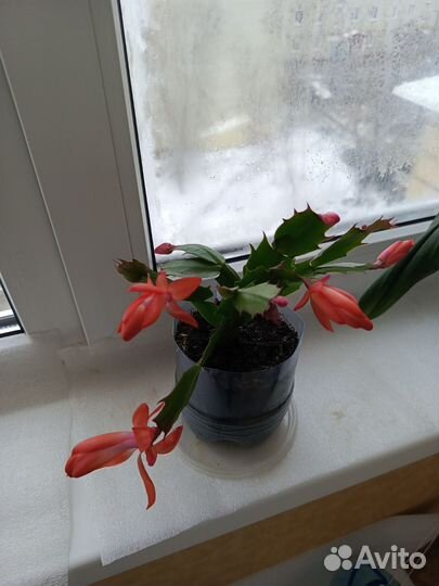 Декабрист красный