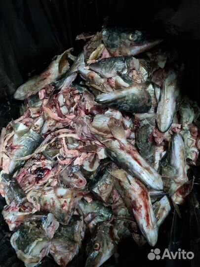 Корма для сельскохозяйственных животных