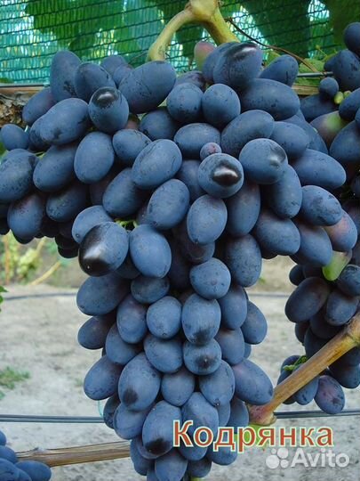 Саженцы винограда