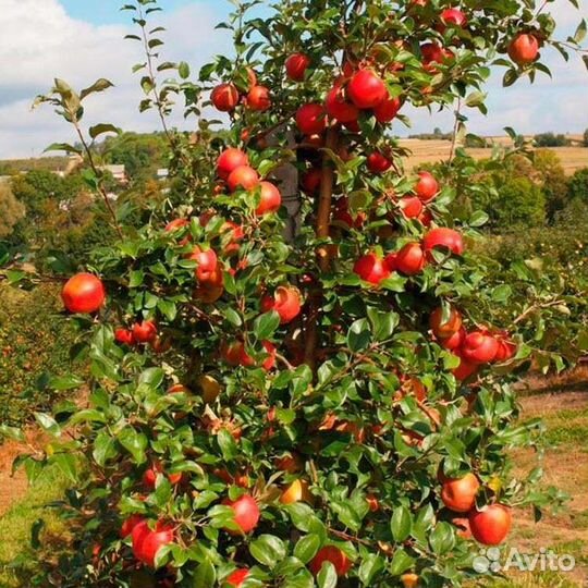 Разнорабочий вахта