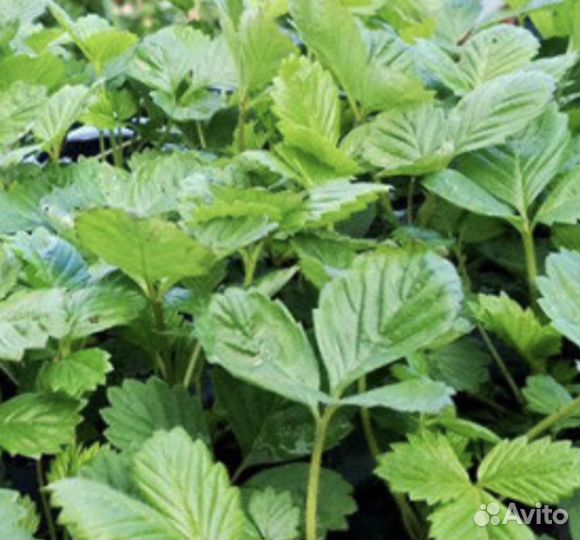 Рассада земляники