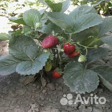 Продам трёхлетние плодоносящие кусты клубники