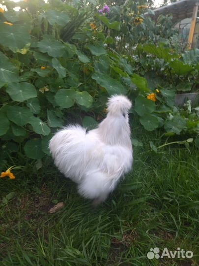 Петух китайский шелковый