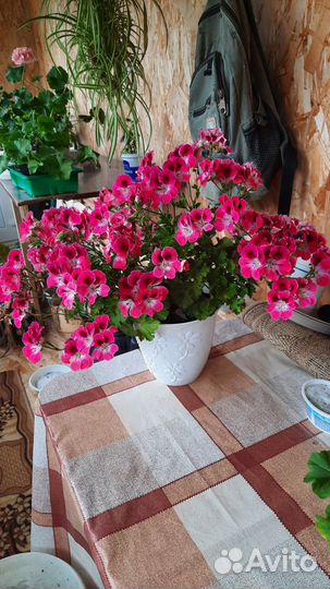 Королевская пеларгония