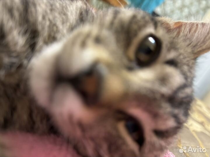 Котята в добрые руки бесплатно