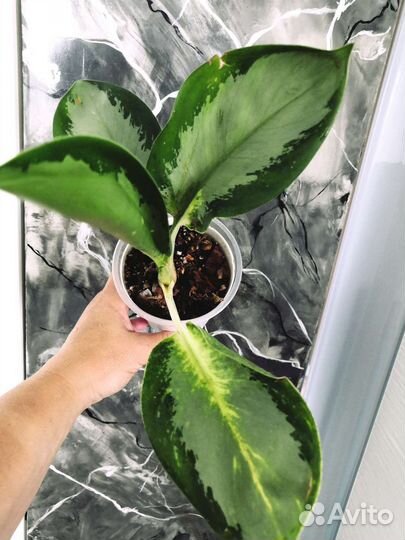 Аглаонема Orange Goldstar, Еlephant Earс, и др