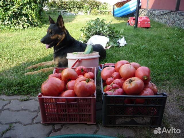 Рассада помидор, семена овощей