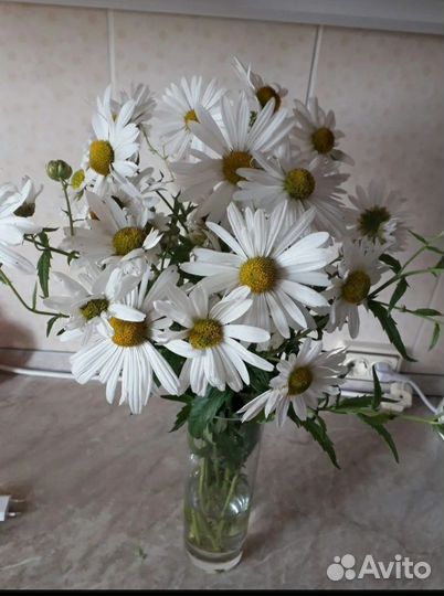 Левкантемелла (канадская ромашка )