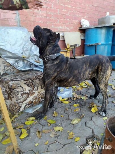 Кане Корсо вязка