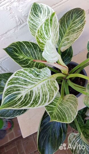 Филодендрон Биркин