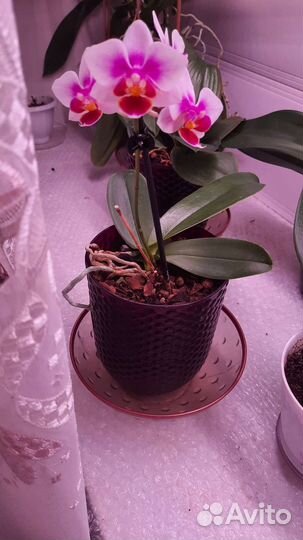 Дендробиум