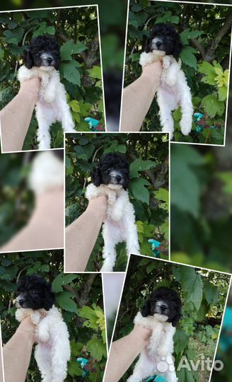 Девочка пуделек