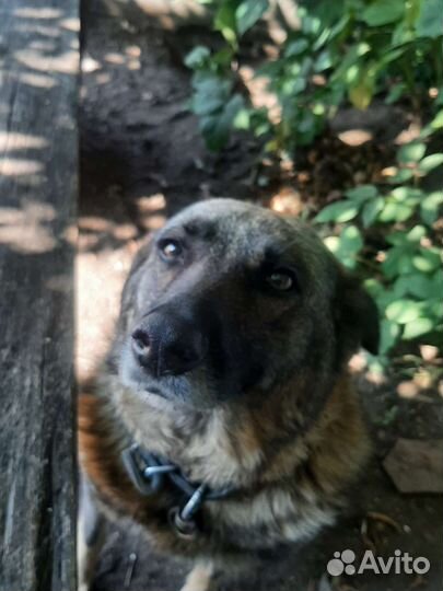 Щенки бесплатно