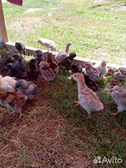 Цыплята породистые