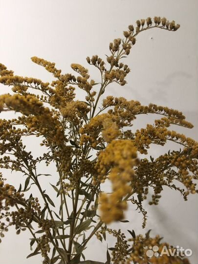 Стабилизированные растения