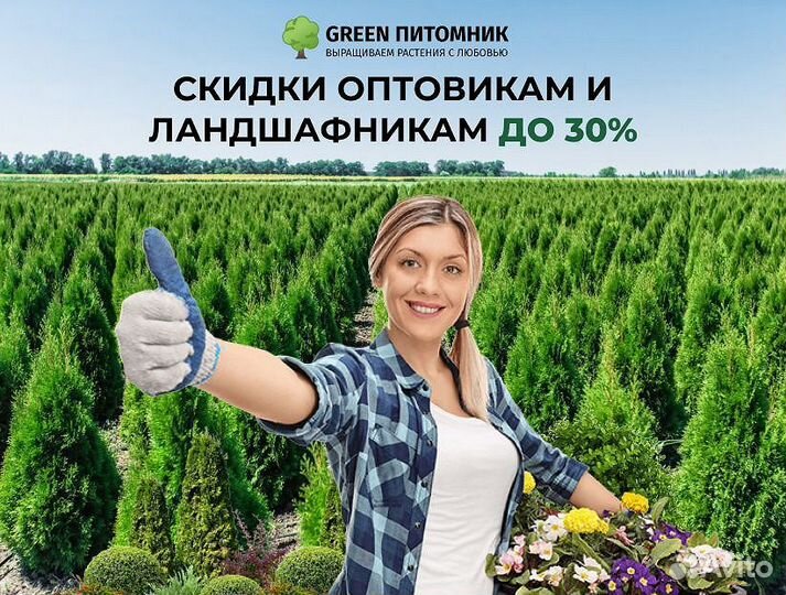 Туи крупномеры Брабант