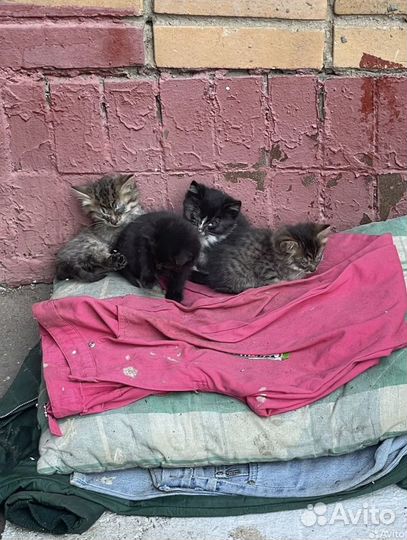 Котята хотят жить