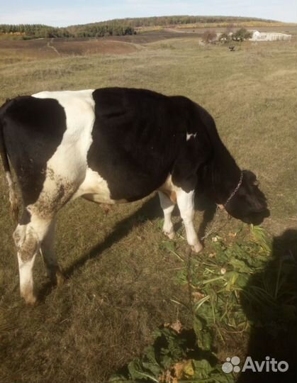 Бык холмогор