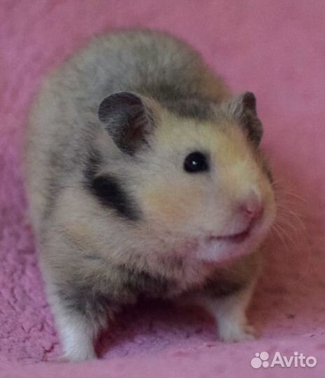 Сирийские хомячки из питомника